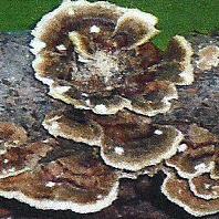 Turkey-tail