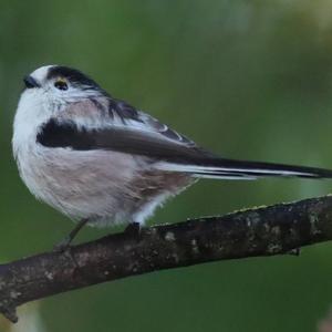 Long-tailed Tit