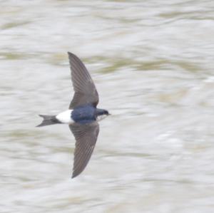 Northern House-martin