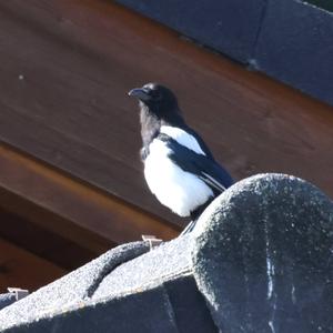 Black-billed Magpie