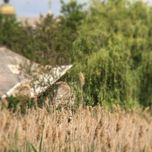 Red-backed Shrike