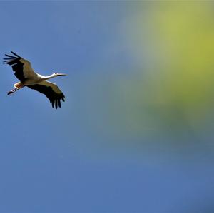 White Stork