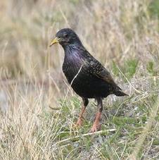 Common Starling