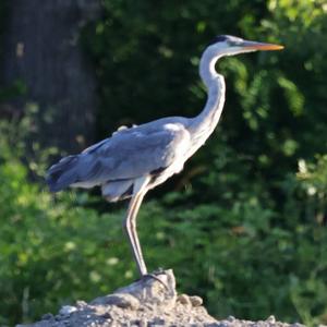 Grey Heron