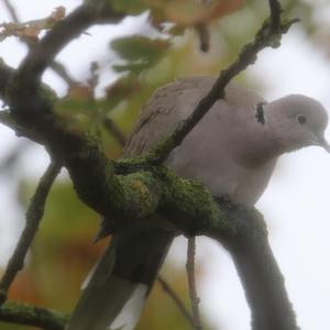 Eurasian Collared-dove