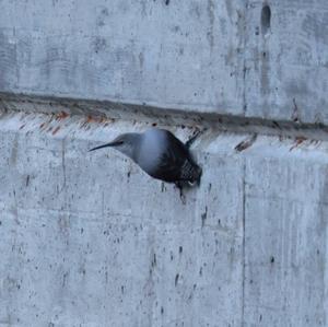 Wallcreeper