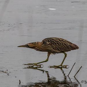 Great Bittern