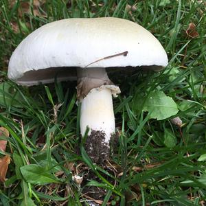 Meadow Agaric