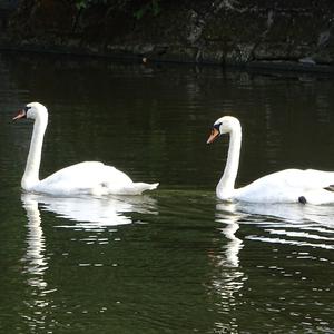 Mute Swan