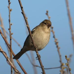 Eurasian Chaffinch