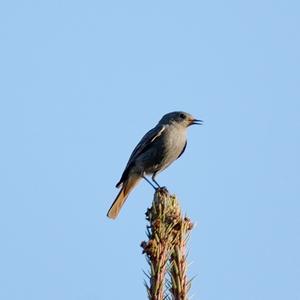 Black Redstart