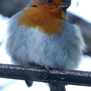 European Robin