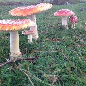 Fly Agaric