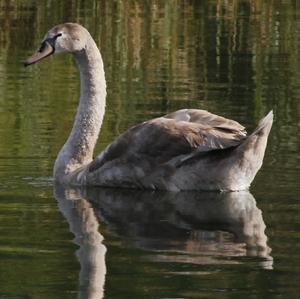 Mute Swan