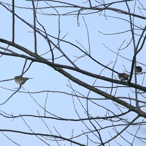 Meadow Pipit