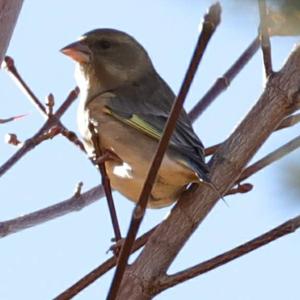 European Greenfinch