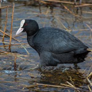 Common Coot