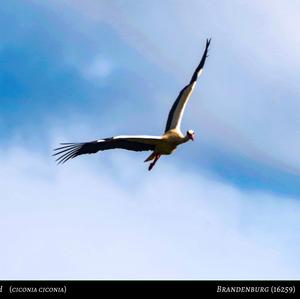 White Stork