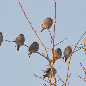 Bohemian Waxwing