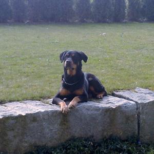 Rottweiler