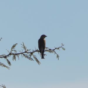 Eurasian Linnet