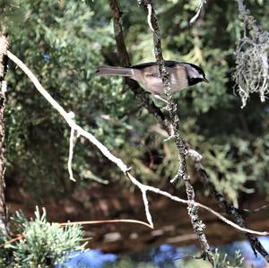 Carolina Chickadee