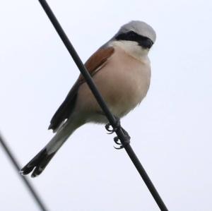 Red-backed Shrike