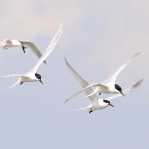 Sandwich Tern