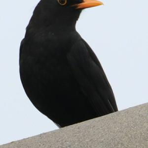 Eurasian Blackbird