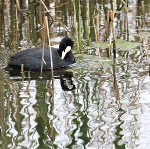 Common Coot