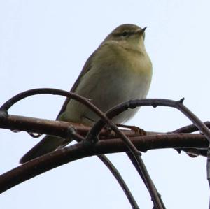 Bonelli's Warbler