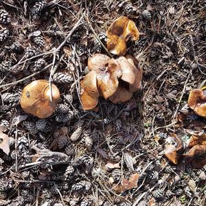 Dotted-stalk Bolete