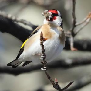 European Goldfinch