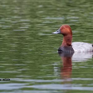 Common Pochard