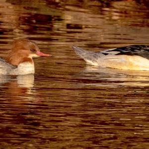 Common Merganser