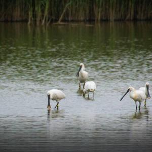 Eurasian Spoonbill