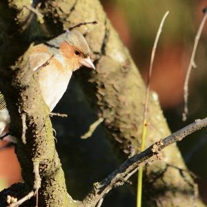 Eurasian Chaffinch