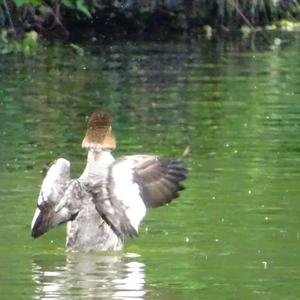 Tufted Duck