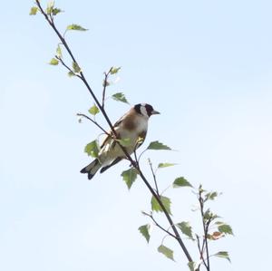 European Goldfinch