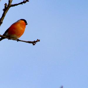 Eurasian Bullfinch