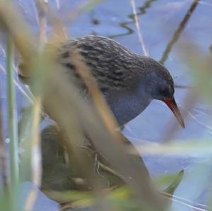 Water Rail