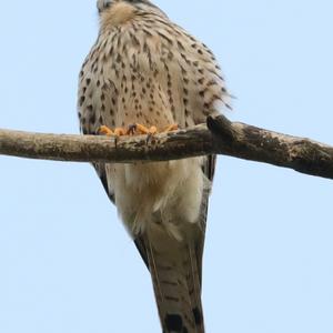 Common Kestrel