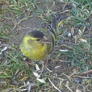 Eurasian Siskin