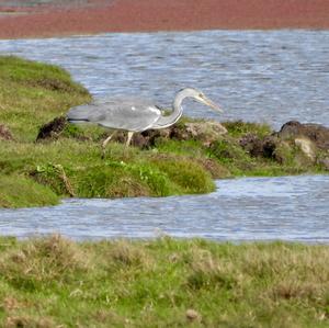 Grey Heron