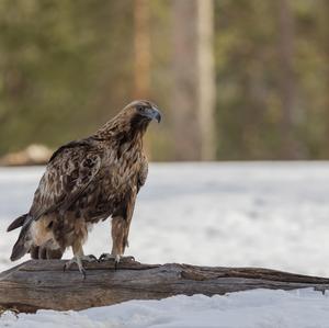 Golden Eagle