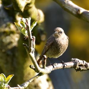 Common Redstart