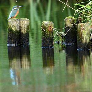 Common Kingfisher