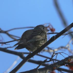 Mistle Thrush