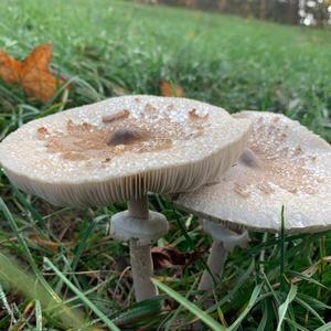 Parasol Mushroom