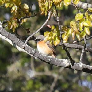 Common Redstart